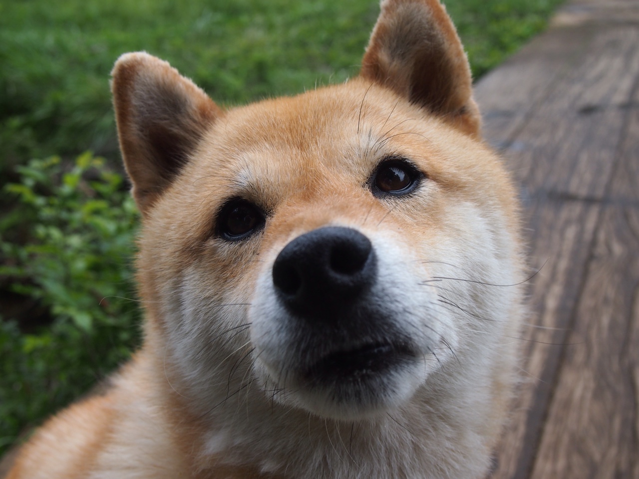 世界杯之夜，字母哥关键节点连续得分，诠释何为唯一性